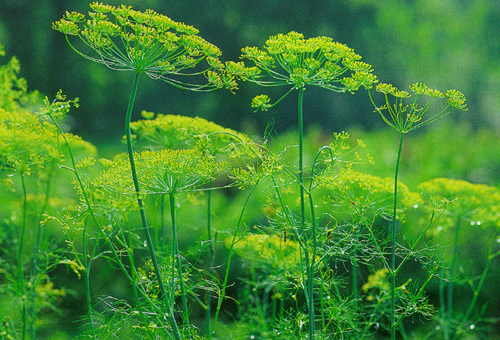 Dill
