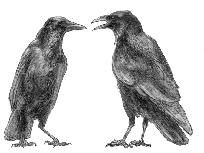 Crow