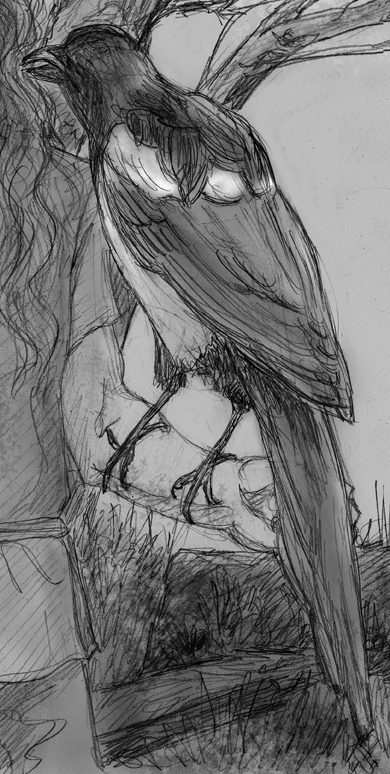 Magpie