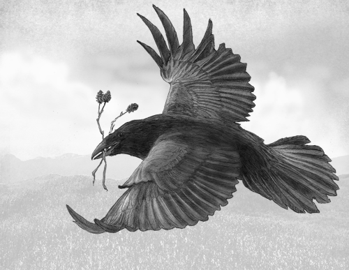 Raven