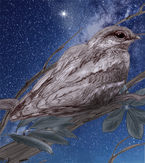Nightjar