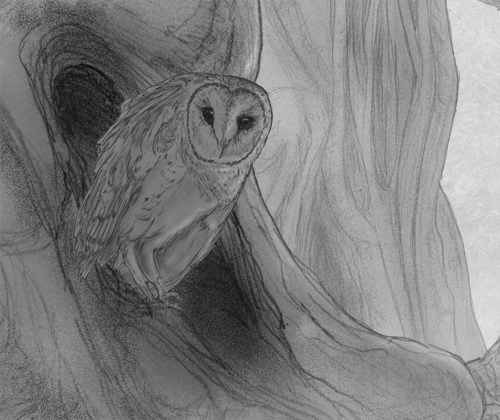 Barn Owl