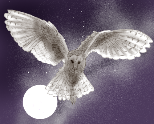 Barn Owl