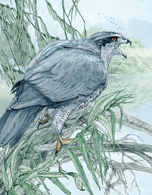 Hawk
