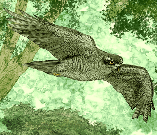 Hawk
