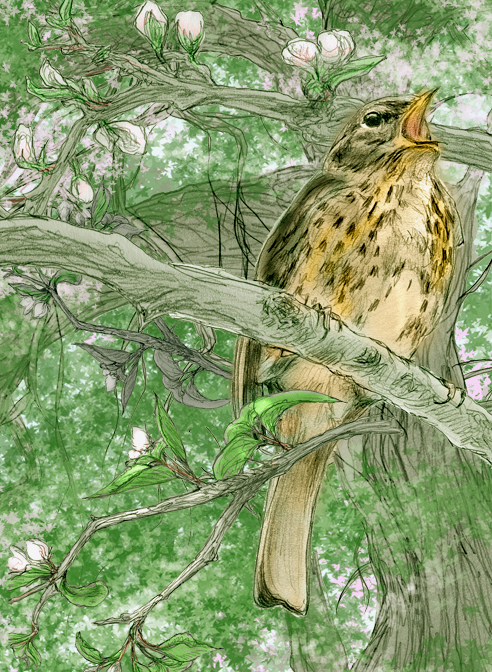 Thrush