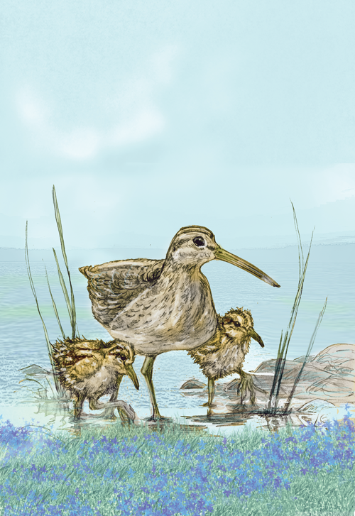Snipe
