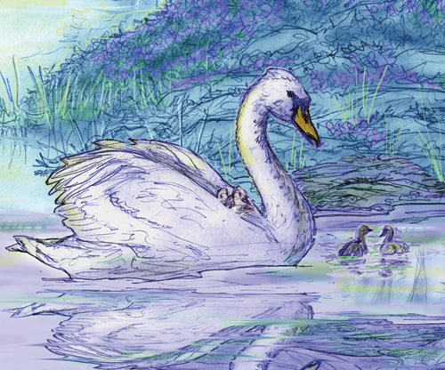 Swan