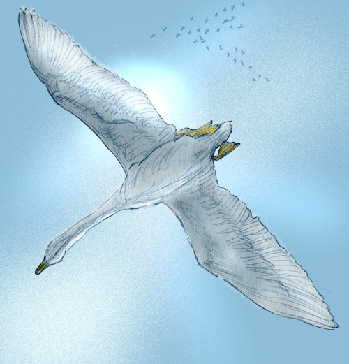 Swan