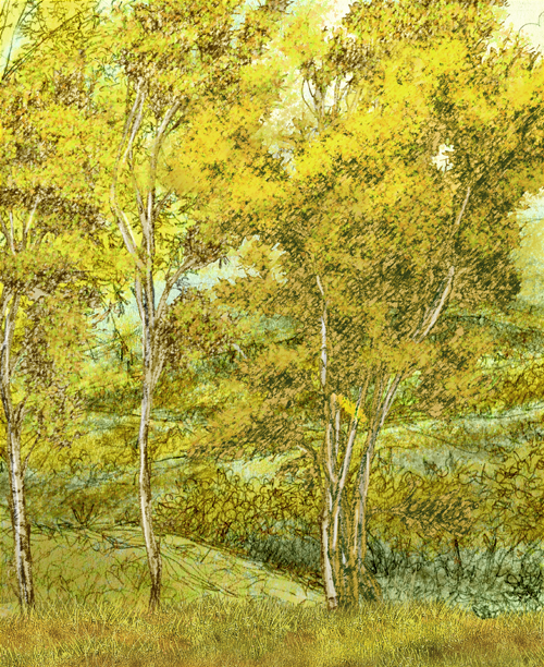 Birch