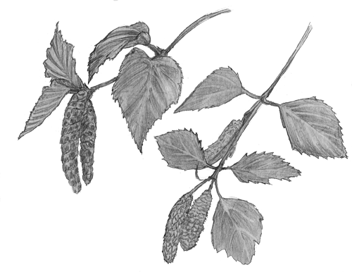 Birch